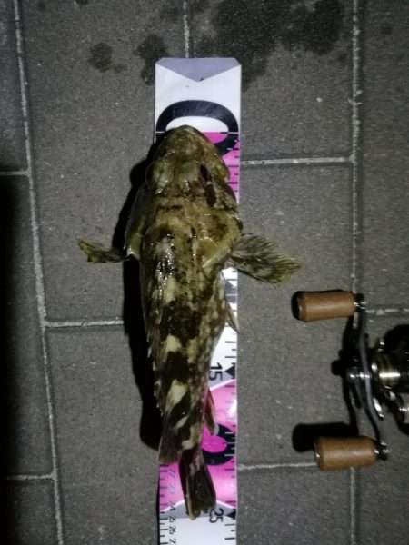 コスモ公園釣行 （コスモ周辺は厳重警戒体制だったが、真チヌとガシラ釣果！）