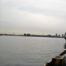 小アジ、サバ大量