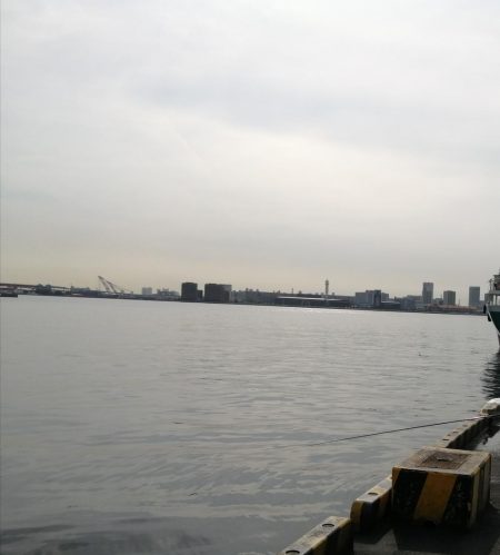 小アジ、サバ大量