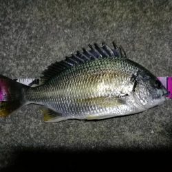 南港カモメ大橋 釣行 （夏至前の夜釣行 キビレチヌ、ガシラ釣果有り）