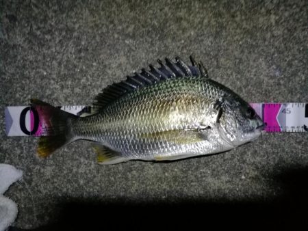 南港カモメ大橋 釣行 （夏至前の夜釣行 キ…