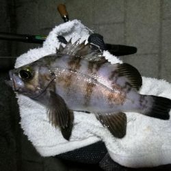 コスモ公園釣行 （続々、厳重警戒体制なコスモでヘチ釣り、黒メバル21cmとガシラ釣果有り）