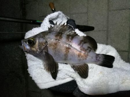 コスモ公園釣行 （続々、厳重警戒体制なコス…