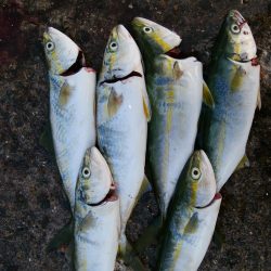 今日は泉大津エリア釣行