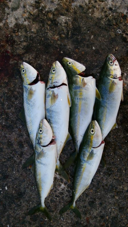 今日は泉大津エリア釣行