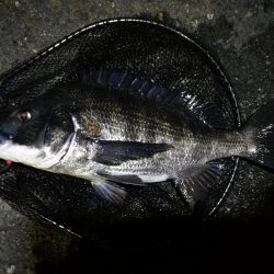 【祝】初真チヌ！しかもデッカイ！！