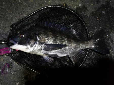 【祝】初真チヌ！しかもデッカイ！！