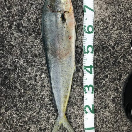 シイラジャンプ