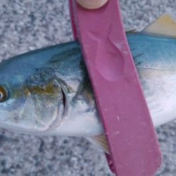 今日も泉大津で釣行