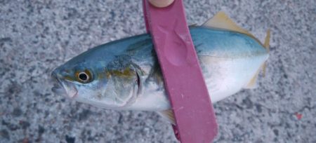 今日も泉大津で釣行