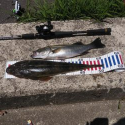 大型マゴチ&シーバス