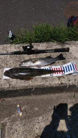 大型マゴチ&シーバス