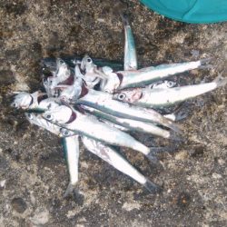 久しぶりに夕方釣行