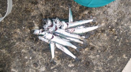 久しぶりに夕方釣行