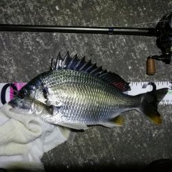 南港カモメ大橋ヘチ釣行 (26日南港ヘチ~ キビレチヌ34cm、ハゼ 釣果有り)