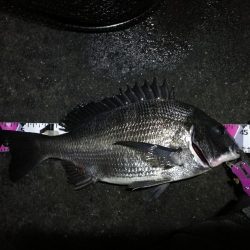 南港カモメ大橋ヘチ釣行 (27日台風前にヘチ釣り~ 真チヌ44.5cm、キビレ、ガシラ 釣果有り)