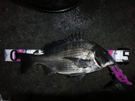 南港カモメ大橋ヘチ釣行 (27日台風前にヘチ釣り~ 真チヌ44.5cm、キビレ、ガシラ 釣果有り)