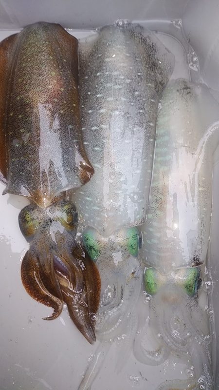 アオリイカ　3杯！