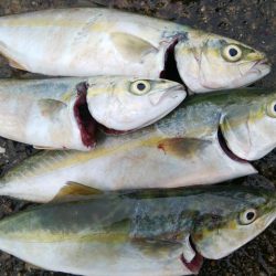 雨降る前にツバス釣り