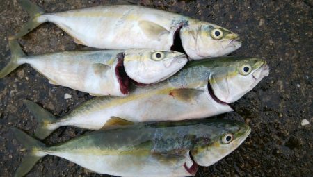 雨降る前にツバス釣り