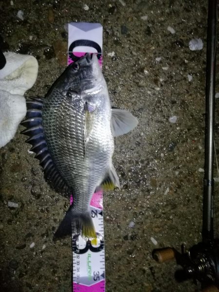 南港カモメ大橋ヘチ釣行 （28日悪天候ヘチ釣り～ キビレ32cm、30cm、ガシラ 釣果有り）