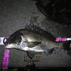南港カモメ大橋ヘチ釣行 (29日 曇り時々雨の南港ヘチ釣り~ 真チヌ48.5cm、キビレチヌ 釣果有り)