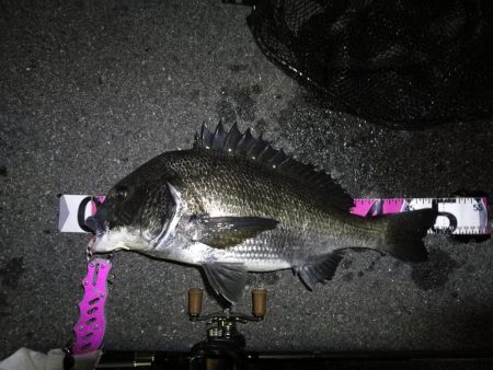 南港カモメ大橋ヘチ釣行 （29日 曇り時々…