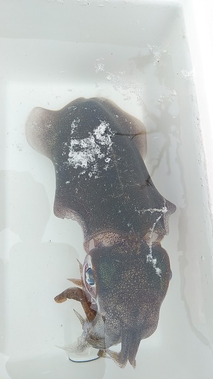 また×3親イカゲット　2杯