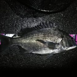 ヘチ釣行 南港カモメ大橋 (30日 雨の南港ヘチ釣り~ 真チヌ41.5cm、キビレチヌ43cm 釣果有り)