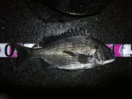 ヘチ釣行 南港カモメ大橋 (30日 雨の南港ヘチ釣り~ 真チヌ41.5cm、キビレチヌ43cm 釣果有り)