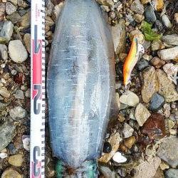 親イカ　キロアップ！