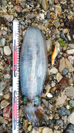 親イカ　キロアップ！