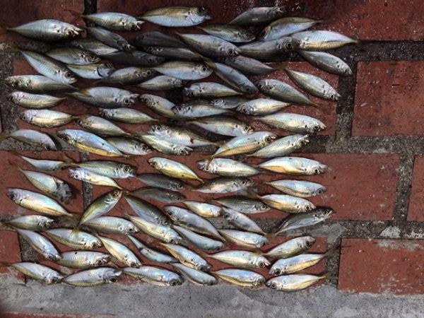 豆アジコアジ87匹、カンパチの子供2匹、ガ…