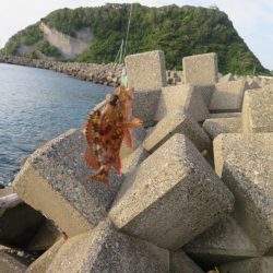 梅雨メバル狙い。そろそろ終わりか？