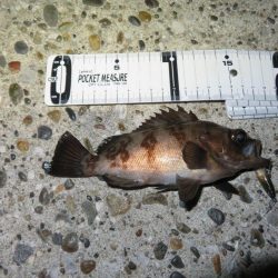 梅雨メバルのプラッギング＆シーバス！！