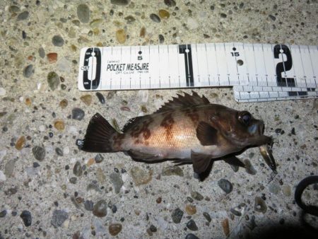 梅雨メバルのプラッギング＆シーバス！！