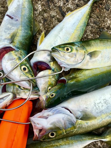 ツバス祭りの巻