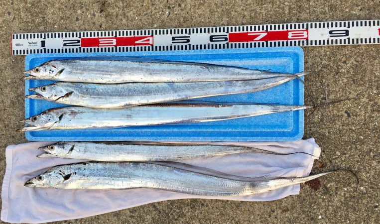 タチウオが熱い！！の巻