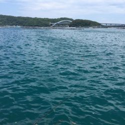 コサバ良型15匹