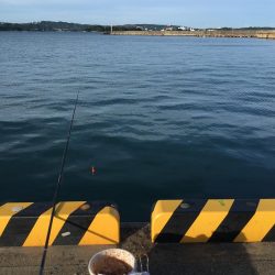 豆アジ、コアジ68匹、 コサバ8匹