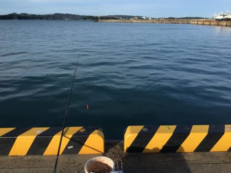 豆アジ、コアジ68匹、 コサバ8匹