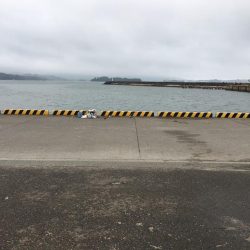 コアジ43匹、ガシラ7匹、コッパグレ1匹、コサバ4匹、外道大型フグ