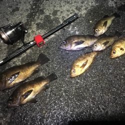 メバルシーズン終盤戦突入？！