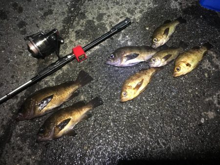 メバルシーズン終盤戦突入？！