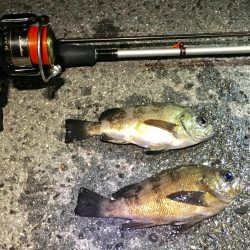 夜中に潜るんかいっ!?笑