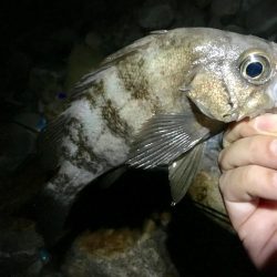 暴風波浪メバリングっ！