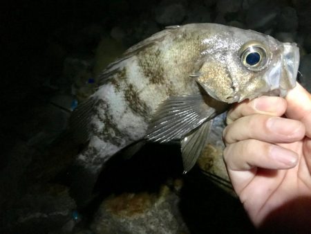 暴風波浪メバリングっ！