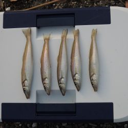 盛期のキス釣り