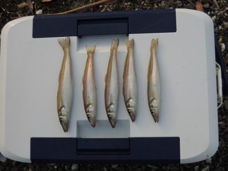 盛期のキス釣り