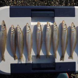 数は釣れたが、良型キスは釣れず